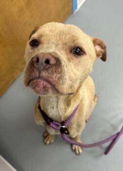 Pit Bull Terrier Dogs Available for Adoption in Hartsville, South Carolina - Daytona | PetCurious