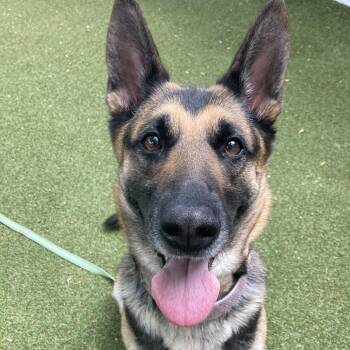 Hey There Delilah -  German Shepherd Dog Dog for Adoption in Providence, Rhode Island - Hey There Delilah | PetCurious