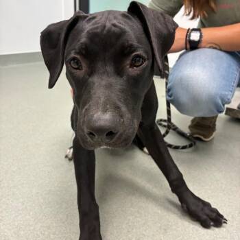 Daisey-mae -  Black Labrador Retriever and Pit Bull Terrier Dog for Adoption in Abilene, Texas - Daisey-mae | PetCurious