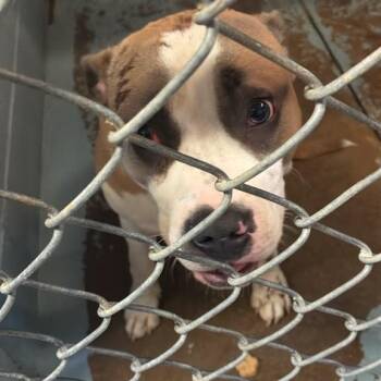 Gomez -  Pit Bull Terrier Dog for Adoption in Gadsden, Alabama - Gomez | PetCurious