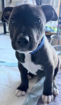 Rocco -  Pit Bull Terrier Dog for Adoption in Pleasant Hill, California - Rocco | PetCurious