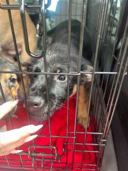 Golden Retriever and Mixed Breed Dogs Available for Adoption in Stockton, California - YZMA | PetCurious