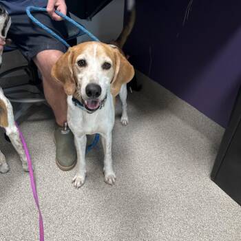 Mixed Breed Dogs Available for Adoption - Ford | PetCurious