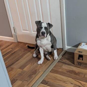 Louie -  American Staffordshire Terrier and Pit Bull Terrier Dog for Adoption in Edwards, Illinois - Louie | PetCurious