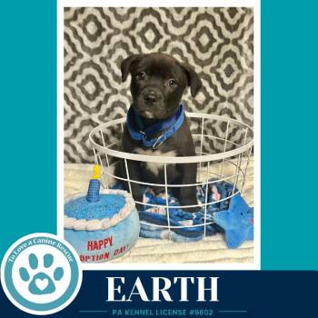 Labrador Retriever and Pit Bull Terrier Dogs Available for Adoption in Kimberton, Pennsylvania - Earth (Xena