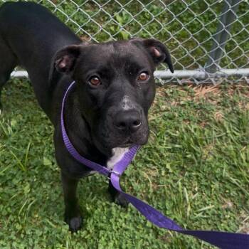 Shadow -  Black Labrador Retriever and Pit Bull Terrier Dog for Adoption in Fairmont, West Virginia - Shadow | PetCurious