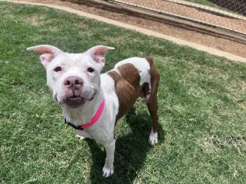 Pit Bull Terrier Dogs Available for Adoption in Plano, Texas - Asia A216397 | PetCurious