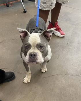 RAMBO -  Mixed Breed Dog for Adoption in Dallas, Texas - RAMBO | PetCurious