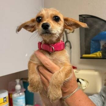 Chihuahua Dogs Available for Adoption in Aurora, Illinois - Divot | PetCurious