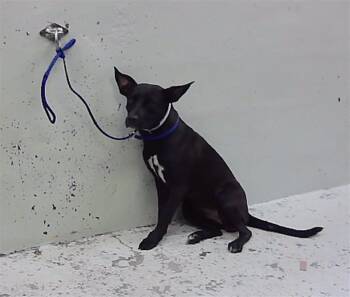 A2094283 -  Labrador Retriever and Mixed Breed Dog for Adoption in Houston, Texas - A2094283 | PetCurious
