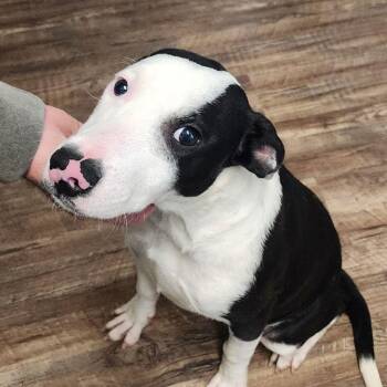 Pit Bull Terrier Dogs Available for Adoption - Travis | PetCurious