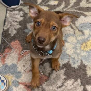 Justice -  Mixed Breed Dog for Adoption in Marshall, Virginia - Justice | PetCurious