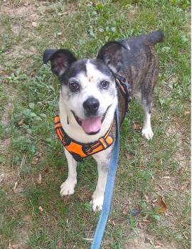Rescue Terrier Dogs for Adoption in Pegram, Tennessee - HENRY | PetCurious