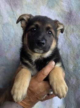 Alaskan Malamute and German Shepherd Dog Dogs Available for Adoption in Malvern, Pennsylvania - Naomi | PetCurious