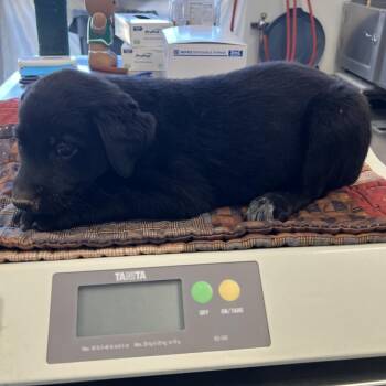 107773 -  Mixed Breed Dog for Adoption in Las Cruces, New Mexico - 107773 | PetCurious