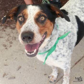 Sunshine -  Australian Cattle Dog Blue Heeler Dog for Adoption in Washington, District Of Columbia - Sunshine | PetCurious