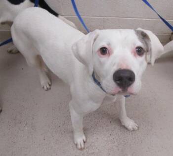 Tank (50) -  Pit Bull Terrier and American Bulldog Dog for Adoption in Marietta, Georgia - Tank (50) | PetCurious