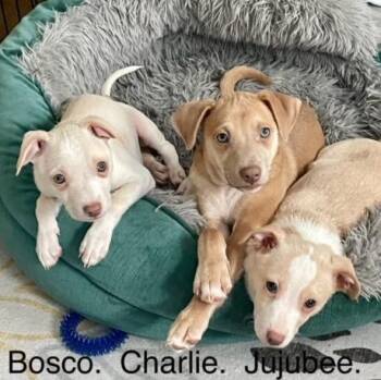 Chihuahua Dogs Available for Adoption - BOSCO, CHARLIE & JUJUBEE | PetCurious