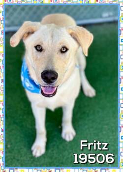 FRITZ -  Yellow Labrador Retriever and Shepherd Dog Available for Adoption in Marietta, Georgia - FRITZ | PetCurious