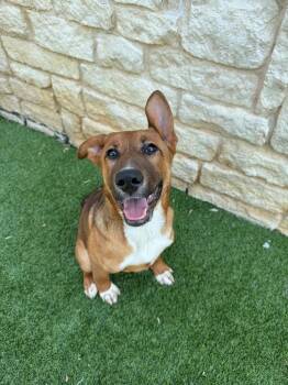 Creed -  Australian Shepherd and German Shepherd Dog Dog for Adoption in Richland Hills, Texas - Creed | PetCurious