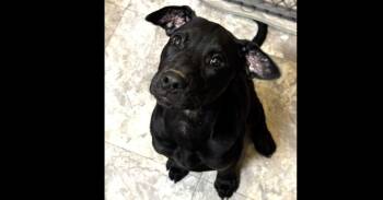 Mastiff and Labrador Retriever Dogs Available for Adoption in Youngsville, North Carolina - Tiana | PetCurious