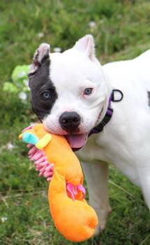 American Bulldog Dogs Available for Adoption in Kansas City, Kansas - Pokey (AO36545) | PetCurious