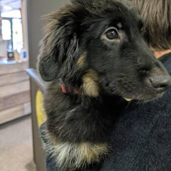 Zuko -  German Shepherd Dog and Mixed Breed Dog for Adoption in Columbia, Missouri - Zuko | PetCurious