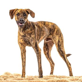 Mister -  Catahoula Leopard Dog and Plott Hound Dog for Adoption in Reno, Nevada - Mister | PetCurious