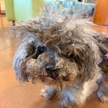 Dust Bunny -  Mixed Breed Dog for Adoption in Lynchburg, Virginia - Dust Bunny | PetCurious