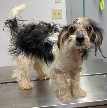 Chinese Crested Dog and Mixed Breed Dogs Available for Adoption - Pipsqueak | PetCurious