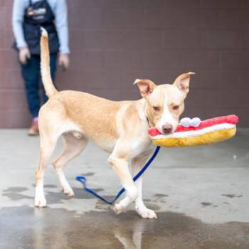 Pathfinder -  Mixed Breed Dog for Adoption in Chamblee, Georgia - Pathfinder | PetCurious
