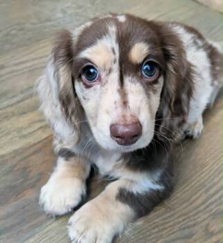 Ginny -  Dachshund Dog for Adoption in Chalfont, Pennsylvania - Ginny | PetCurious