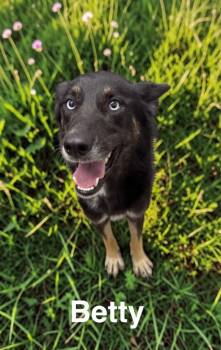 Betty -  German Shepherd Dog Dog for Adoption in Camden, Tennessee - Betty | PetCurious