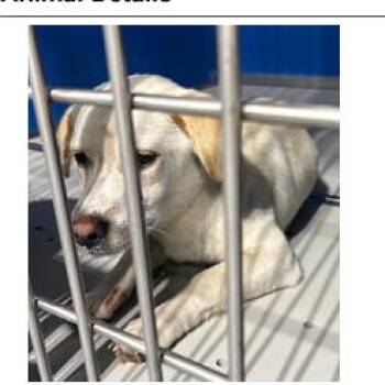Beagle and Mixed Breed Dogs Available for Adoption in Franklin, North Carolina - Duster | PetCurious