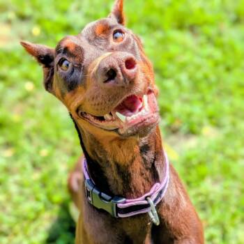 Rescue Doberman Pinscher Dogs for Adoption in Sandown, New Hampshire - 7890 Lucy | PetCurious