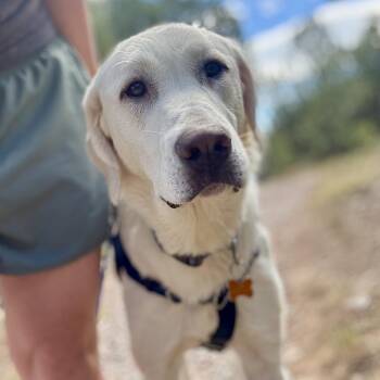 Whiskey -  Akbash and Mixed Breed Dog for Adoption in Glenwood Springs, Colorado - Whiskey | PetCurious