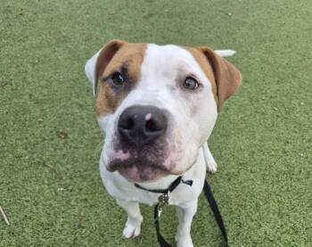 Boxer and Mixed Breed Dogs Available for Adoption in Omaha, Nebraska - TITAN | PetCurious