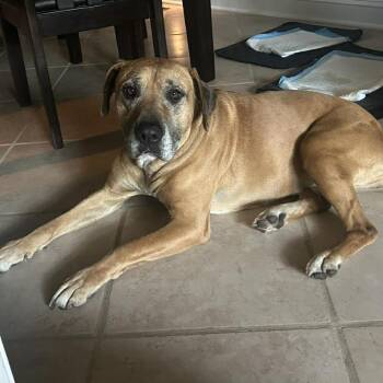 Mixed Breed Dogs Available for Adoption in Overland Park, Kansas - Cinnamon | PetCurious
