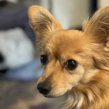 Kiki -  Chihuahua Dog for Adoption in Larkfield-wikiup, California - Kiki | PetCurious