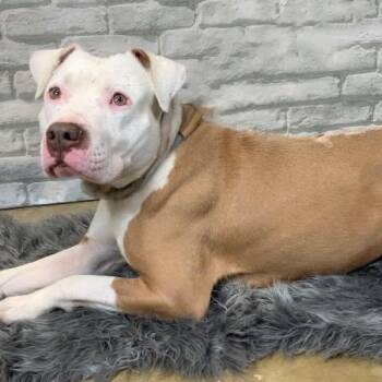 Lover Boy -  Mixed Breed Dog for Adoption in Memphis, Tennessee - Lover Boy | PetCurious