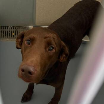 Labrador Retriever Dogs Available for Adoption in Rifle, Colorado - Chicken Nugget | PetCurious