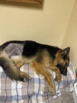 German Shepherd Dog Dogs Available for Adoption in Barnhart, Missouri - Ozzy | PetCurious