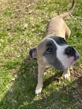 Boxer Dogs Available for Adoption in Herndon, Virginia - Petunia | PetCurious