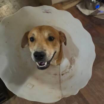 Venture -  Shepherd and Cattle Dog Dog for Adoption in Phoenix, Arizona - Venture | PetCurious