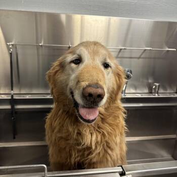 Golden Retriever and Mixed Breed Dogs Available for Adoption - Buster *Stray Hold* | PetCurious