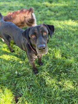 Winnie -  Labrador Retriever and Black Labrador Retriever Dog for Adoption in Millcreek, Utah - Winnie | PetCurious