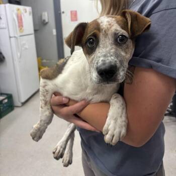 Scout -  Mixed Breed Dog for Adoption in Spokane, Washington - Scout | PetCurious