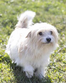 Benji -  Maltese Dog for Adoption in Bedford, Indiana - Benji | PetCurious