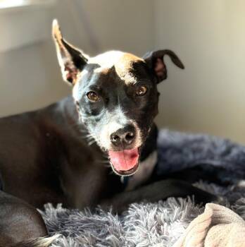 Terrier and Pit Bull Terrier Dogs Available for Adoption in Thousand Oaks, California - Marcus (Sammy) | PetCurious