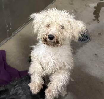 LUNA ESTRELLA -  Maltese and Poodle Dog for Adoption in Santa Cruz, California - LUNA ESTRELLA | PetCurious